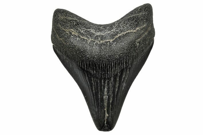 , Fossil Megalodon Tooth - Georgia #338777